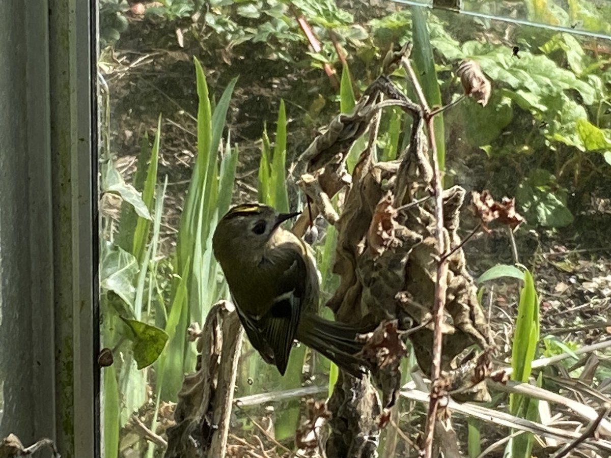 RogerCrookes's tweet photo. Some   school garden highlights from today - including a lovely little  Goldcrest who had a look around the greenhouse and then flew off again  with a little encouragement @Ysgoltycoch https://t.co/pJkraVwnMf