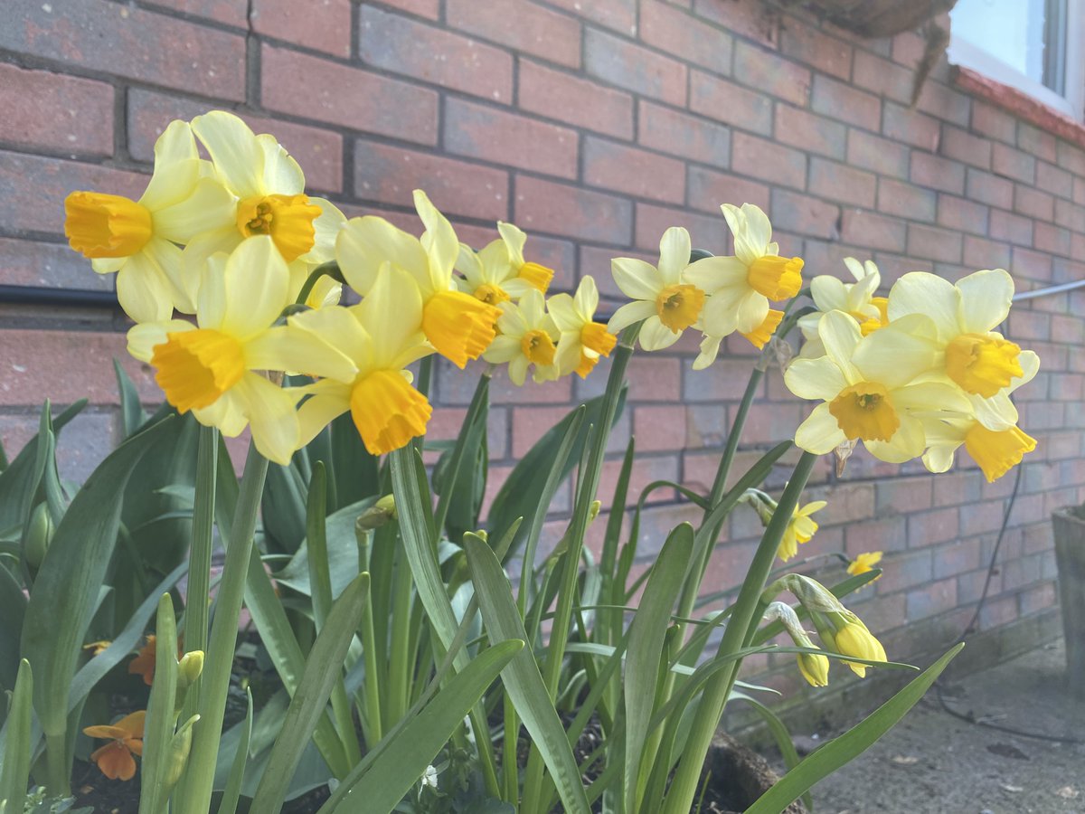 RogerCrookes's tweet photo. Some   school garden highlights from today - including a lovely little  Goldcrest who had a look around the greenhouse and then flew off again  with a little encouragement @Ysgoltycoch https://t.co/pJkraVwnMf