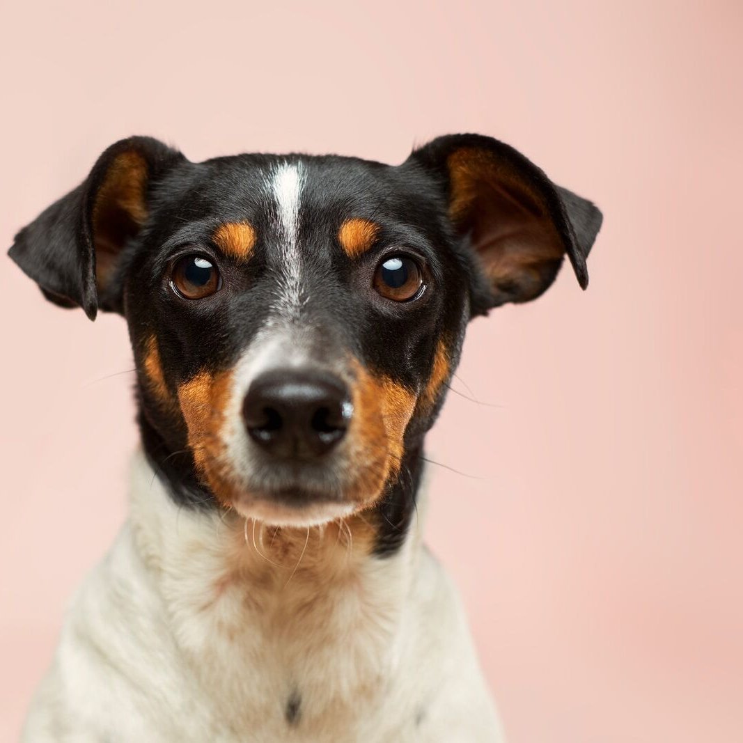 You can make your 🐕🐕🐕🐩🐩🐩🐶🐶🐶 #dog happy with simple things which don’t have to burn a hole in your pocket. bit.ly/3sMKvQR