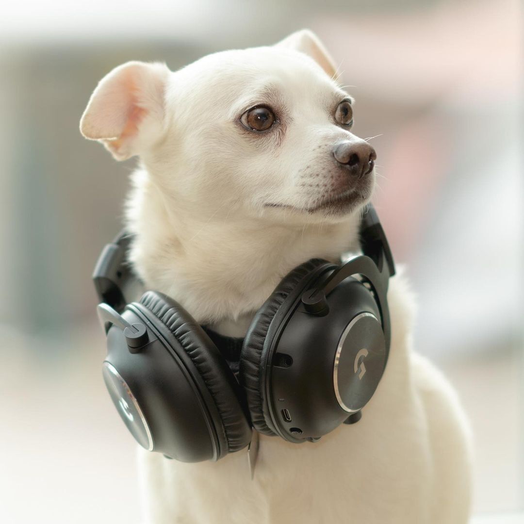 Giftideamen's tweet photo. We think every day should be #nationalpuppyday. Say hello to some of the Logitech G pups 👋
.
.
.
#logitechg #gaming #dogsofinstagram https://t.co/IaQPbMkcHK