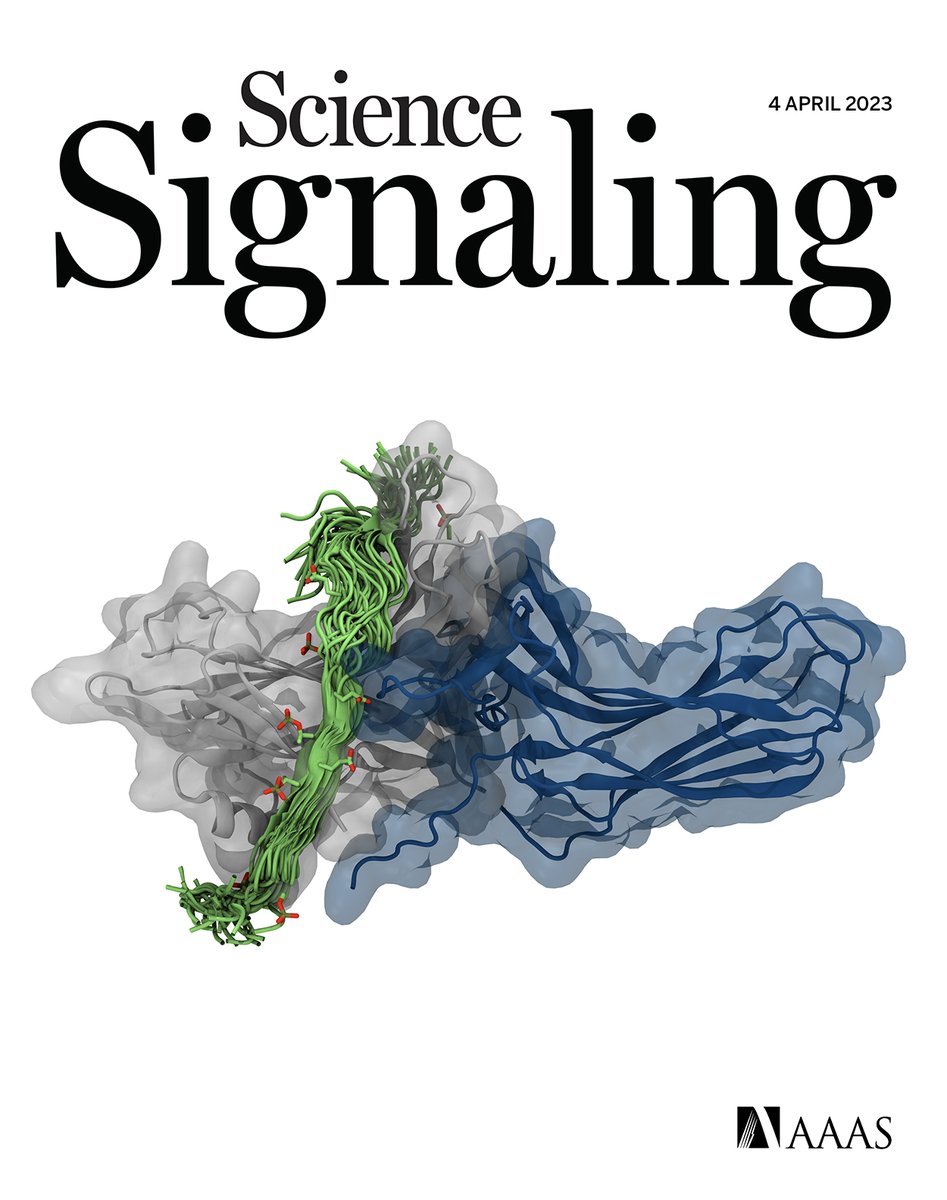 Cell experiments unveil how a potential therapeutic target coordinates cell migration, bioluminescent sensors reveal how molecules called WNTs bend a receptor-effector complex, and more in this week’s issue of #ScienceSignaling. scim.ag/286