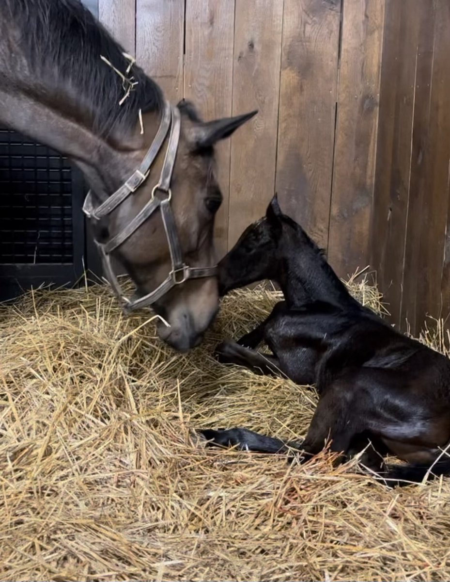 SchluRacing's tweet photo. Born early this morning ⁦@spendthriftfarm⁩ a gorgeous Yaupon filly o/o the Eskendereya mare Artisticdifference! Mom and daughter are doing fine! We couldn’t be more excited and can’t wait to see her in person! https://t.co/x5HaCLsJbQ