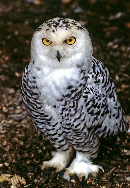 KatanaHugo's tweet photo. Your owl for tonight!
#photos #photography #birds #owls https://t.co/rq5t4ouWmB