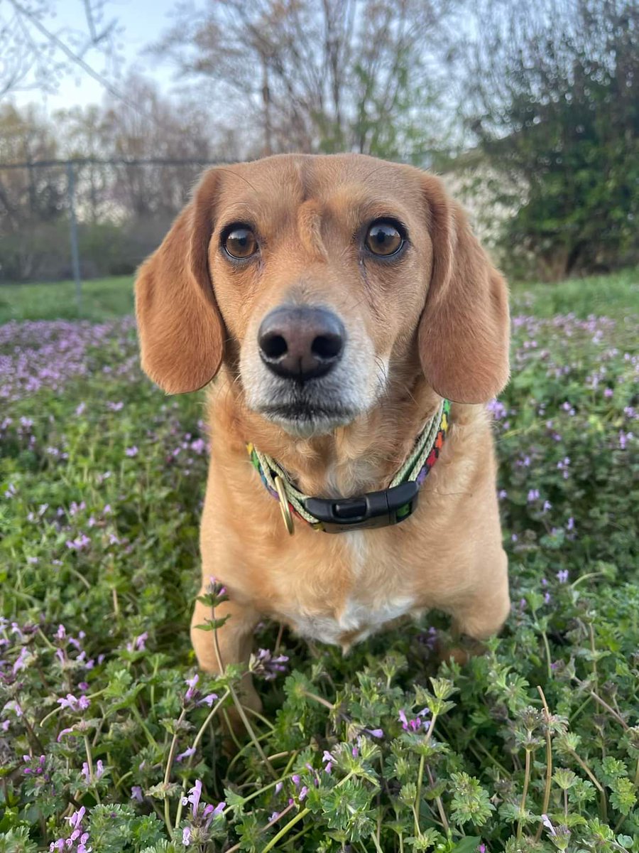 Hi, hopefully you are having a good day. 
Love, Narwhally

#unicorn #narwhal #macsmission #unicorndog #narwhalthemagicalunicornpuppy #twotails #specialdogs #specialneedsdogrescue #dogrescue