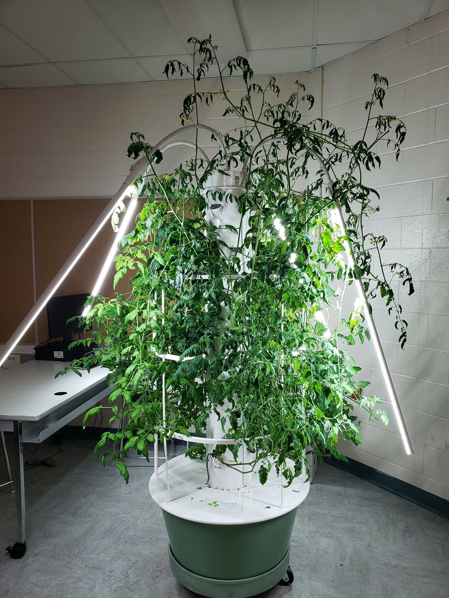 Next time you're at the LLC, go inside the Makerspace and check out the hydroponic tower garden! 🍅 👀 #RJLeeProud #STEM #STEAM @MsWendyBennett @LLSarbadhikari @FSlimati @PeelSchools @PDSB_Libraries @PDSB_eco @peel21st  @zammitmary