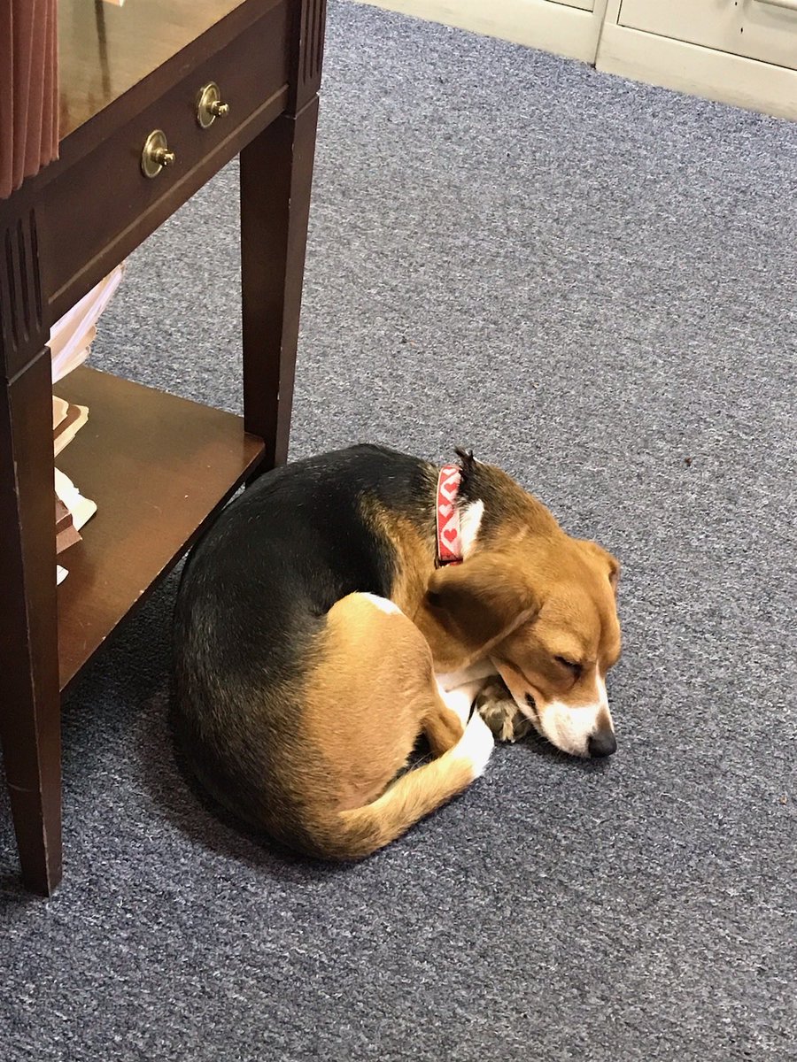 CreighDeeds's tweet photo. MISSING in Dunloa area of Albemarle: Mila, 13” beagle, tri color, pleasant disposition, slight bark. If found, call me 5409698331. Please! https://t.co/nsk6CxTuTF