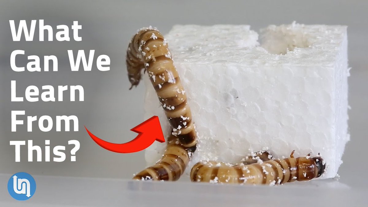 bjeaglefeather's tweet photo. Why Worms May Be the Future of Plastic Recycling https://t.co/6J3h1rRVm3 | Undecided with Matt Ferrell @UndecidedMF @mattferrell #Plastic #Recycling #ThemWormsThemWorms #MattFerrell https://t.co/tOX1bchYOX