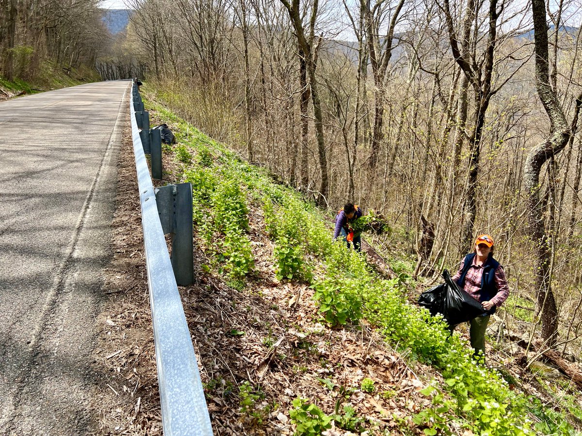 SAHC's tweet image. Volunteers needed! @AT_Conservancy hosting garlic mustard pull April 28 from 9:30 am to 2 pm in Roan Highlands. Help remove invasive species to support healthy ecosystems. More info and sign up at volunteer.appalachiantrail.org/s/atc-project-…