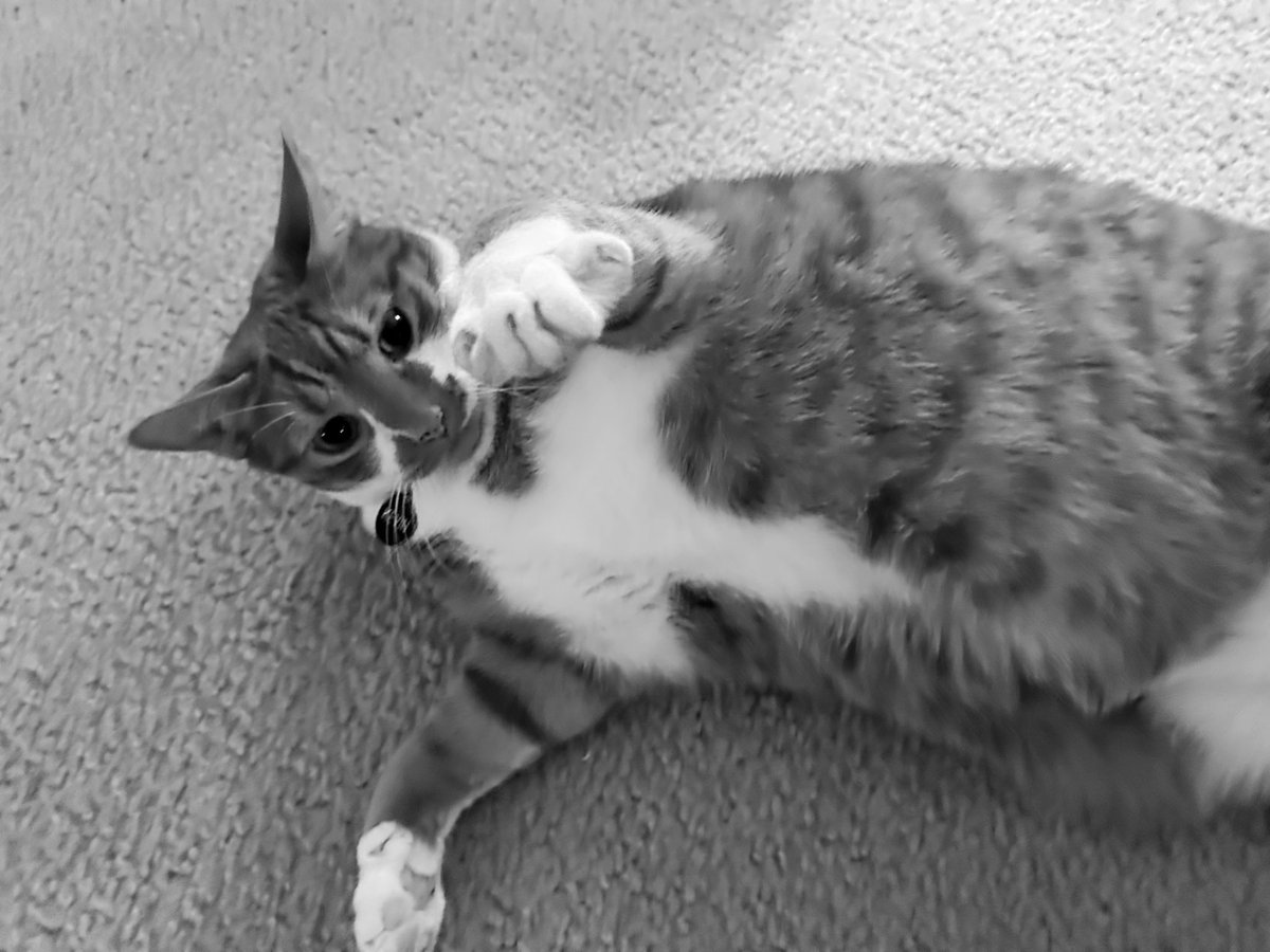 KevinButtersoAj's tweet image. I do need a pet modeling contract. @ayottechris @TheyAnnaMae @Kenzieg18130262  
#modeling #petmodel #handsomehunk #CatsOfTwitter