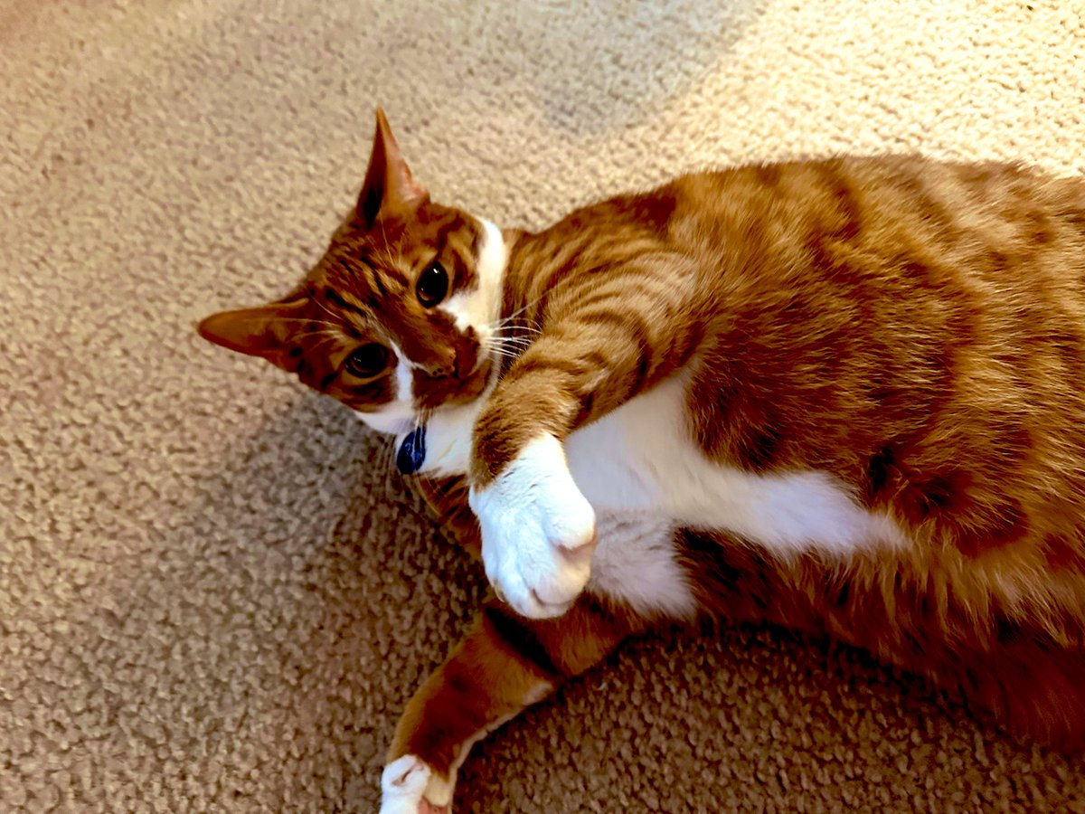 KevinButtersoAj's tweet image. I do need a pet modeling contract. @ayottechris @TheyAnnaMae @Kenzieg18130262  
#modeling #petmodel #handsomehunk #CatsOfTwitter