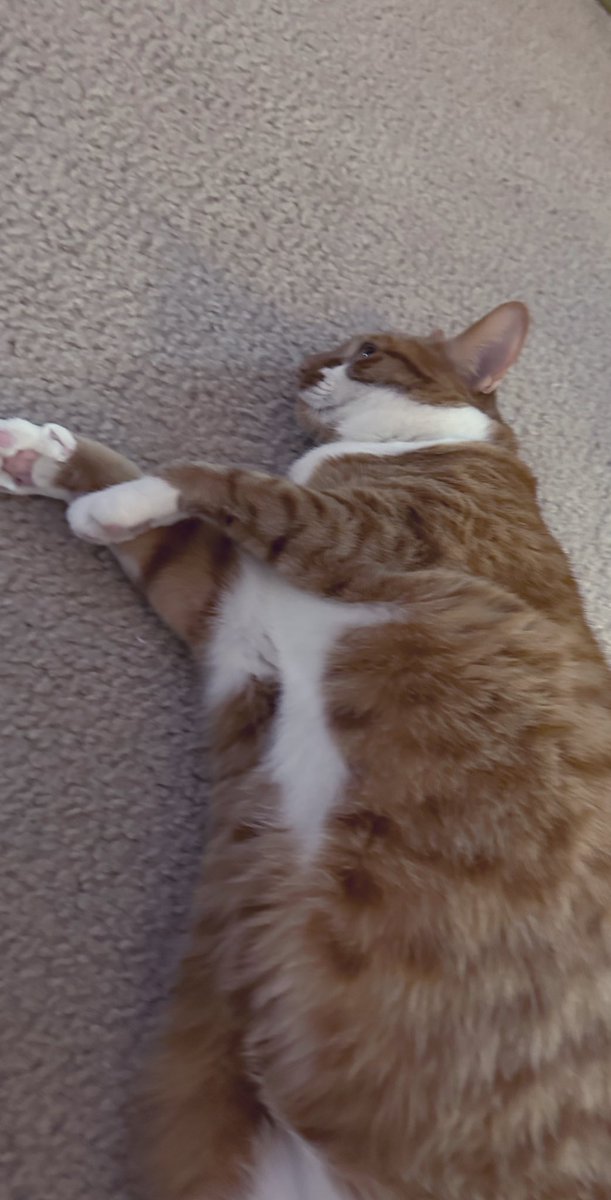 KevinButtersoAj's tweet image. I do need a pet modeling contract. @ayottechris @TheyAnnaMae @Kenzieg18130262  
#modeling #petmodel #handsomehunk #CatsOfTwitter