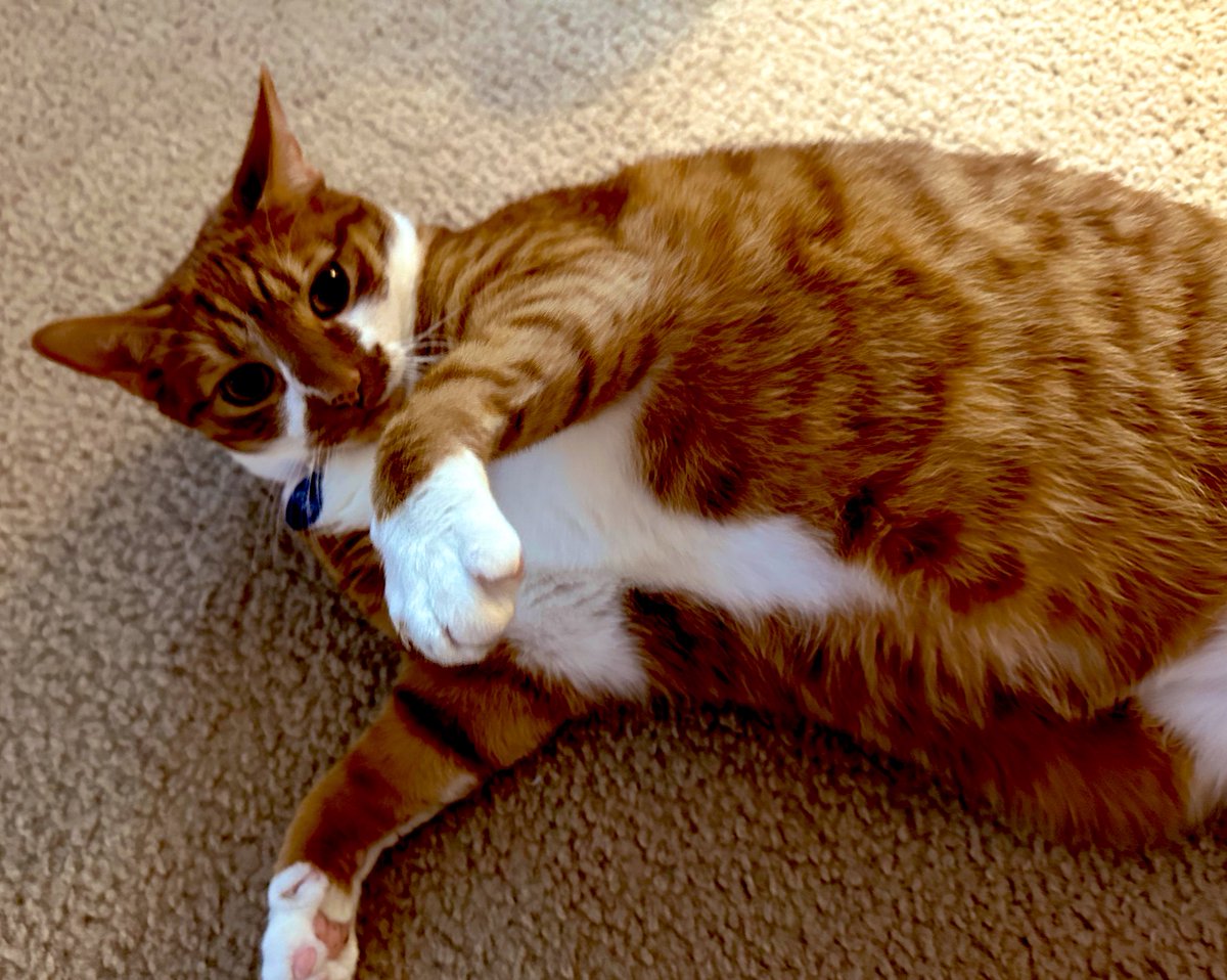 KevinButtersoAj's tweet image. I do need a pet modeling contract. @ayottechris @TheyAnnaMae @Kenzieg18130262  
#modeling #petmodel #handsomehunk #CatsOfTwitter