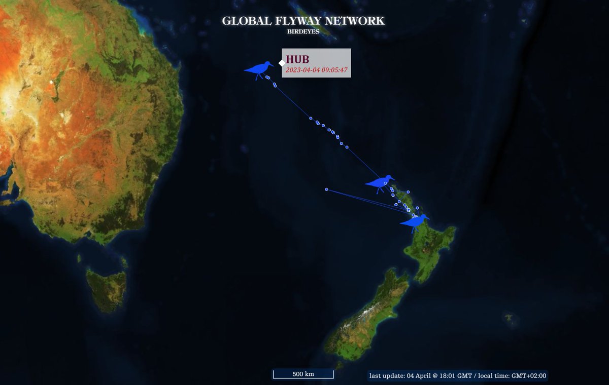 BRAND-NEW EXCITEMENT AT THE TRACKING WEBSITE OF @GlobalFlyway!
@BattleyPhil reports that HUB, 1st tagged RED KNOT of 3 to leave @miranda_trust (subspecies  piersmai!) takes lovely tailwinds towards Australia. Do they stage in N Australia or New Guinea? 
globalflywaynetwork.org/flyway/east-as…