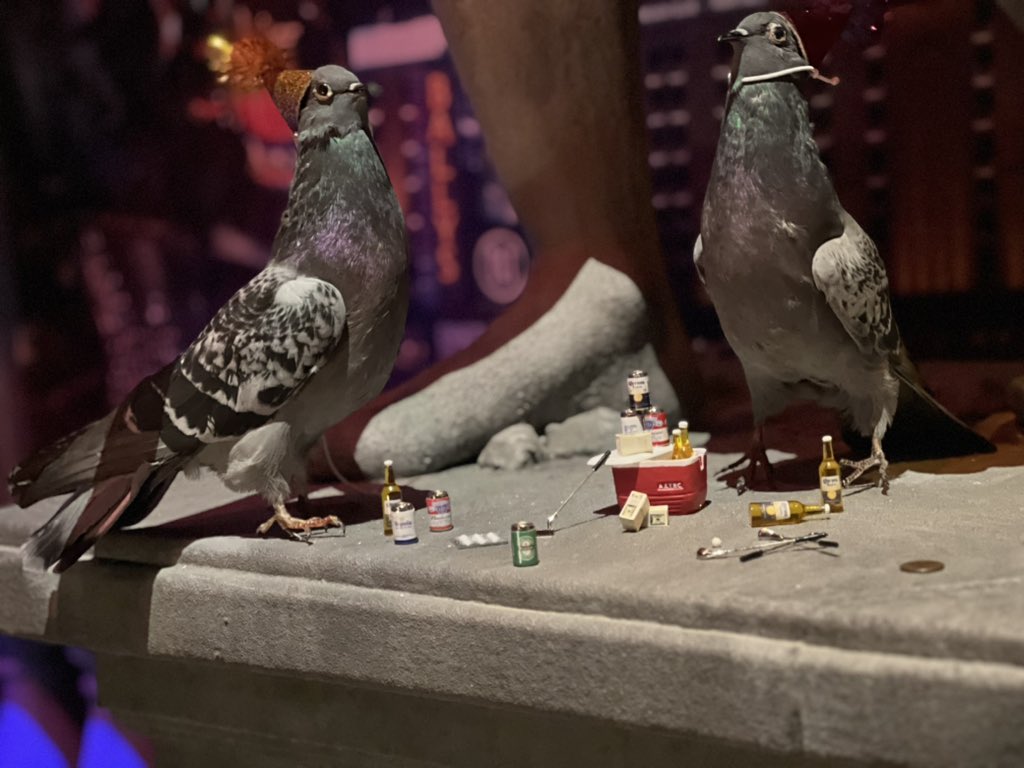 faebastet's tweet photo. Party pigeons in Vegas https://t.co/FLuLmZQtwt