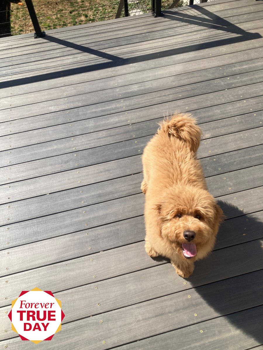 IvyIowaState's tweet photo. Thanks for donating and submitting photos of your pets! Join in on the #ForeverTrueDay fun too! After you make your gift, post a picture of your pet on social media using the hashtag #IvyPower or send your photo to business@iastate.edu to unlock an additional $25 donation! https://t.co/x1onkiWQL5