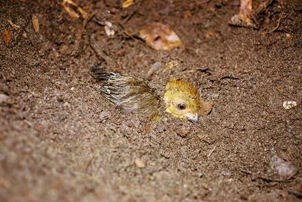 anngothauthor's tweet image. #BrushTurkeyFacts No 2. Their superprecocial chicks take, on average, 40 hours to reach the surface, no matter how much soil above. A long rest after hatching to dry, fill the lungs and gather strength for the big dig. No help from parents, all on their own.