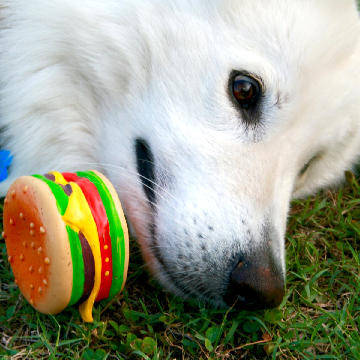 Double Dogs tweet media