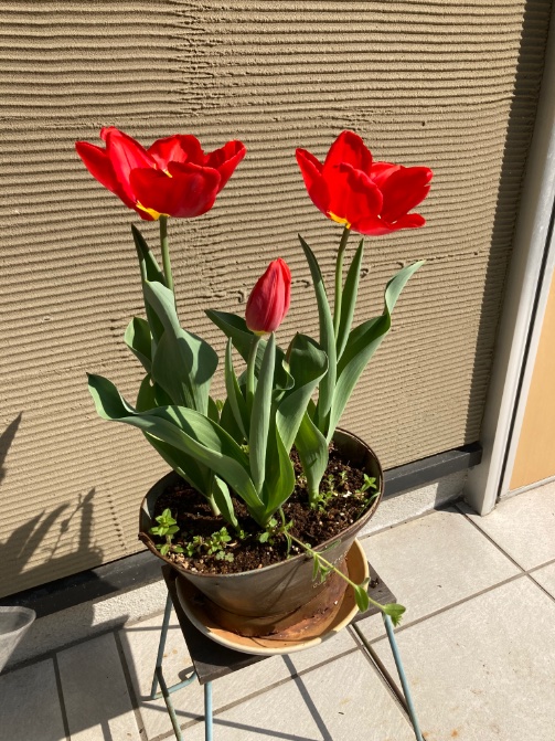 赤みが増して華やか〜✨

美人3姉妹🌷🌷🌷

#お庭 #gardening
#ガーデニング　#庭仕事
#のんびり　#ぼちぼち
#lowcost #lowmaintainance 
#tulips #threesisters 
#lovely
