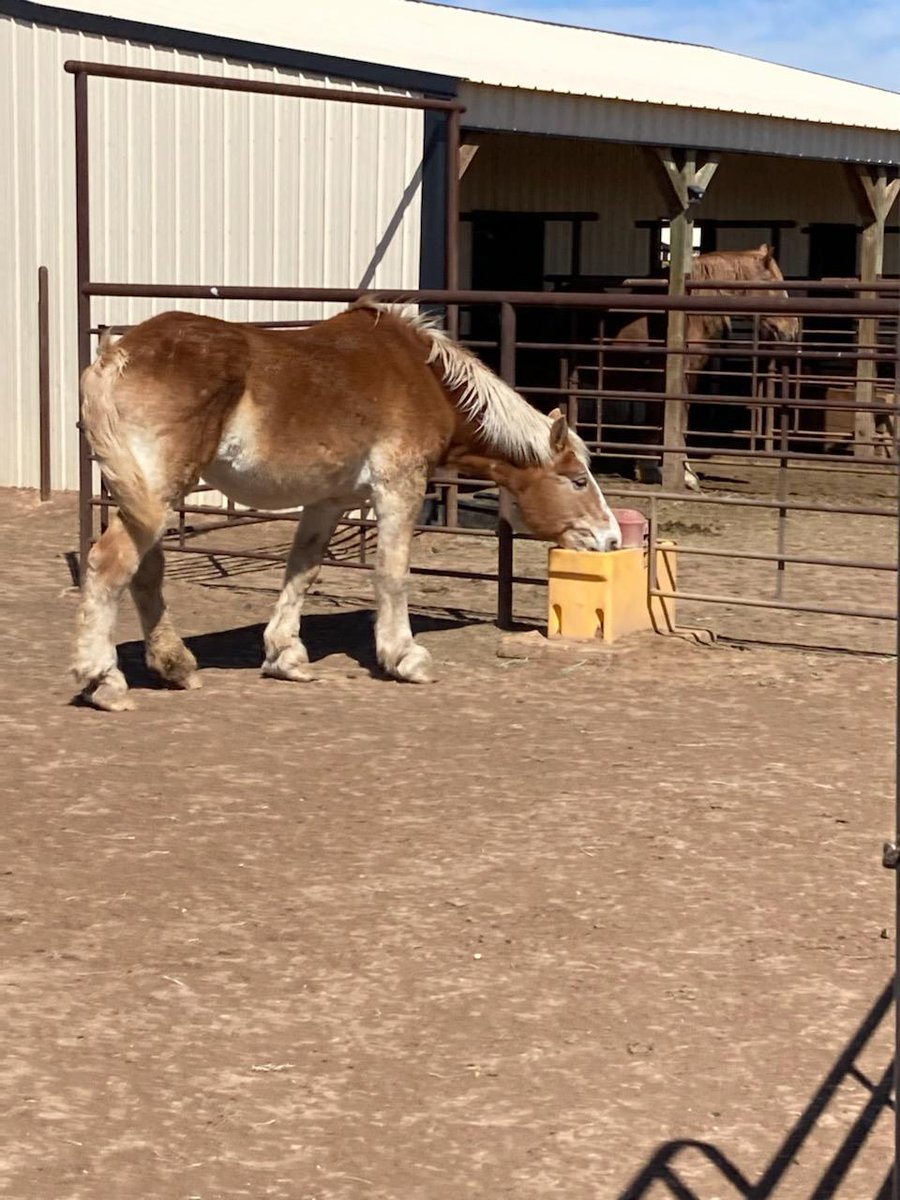 New to farming and life on the TX panhandle, the Fletchers rescue Belgian Draft horses &amp; provide sanctuary for these beautiful horses. Check out the hard work they are doing through their @BigHoofFoundation to care for these horses.
fletcherfarmsamarillo.com