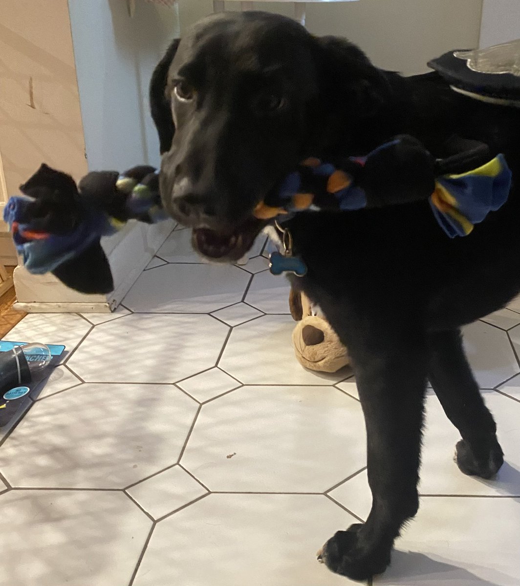 Buddy enjoying one of our Charger Toys! Our small, medium, and large toy options are made with love for pups of all sizes 💙 Stay tuned for info on our spring order (LAST order of the year)!!