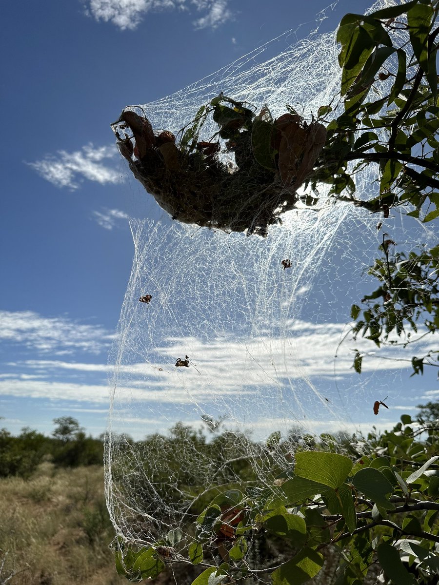 Steven Cassidy tweet media