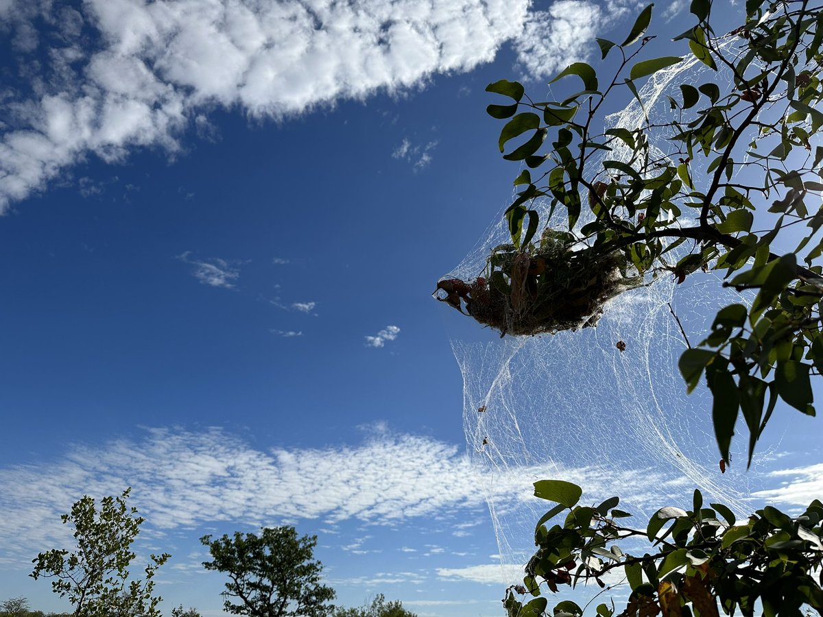 Steven Cassidy tweet media