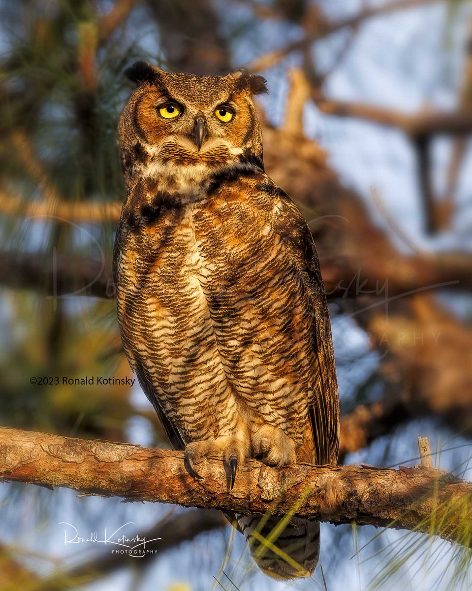 Ronald Kotinsky Photography on Twitter "RT rkotinsky Dunedin