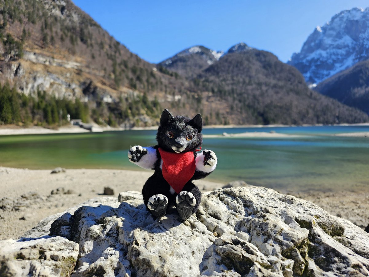 balto_star's tweet photo. Little Balto on tour

#Plushi #Balto #Kraficat #poseable #doll https://t.co/2vme3goorm