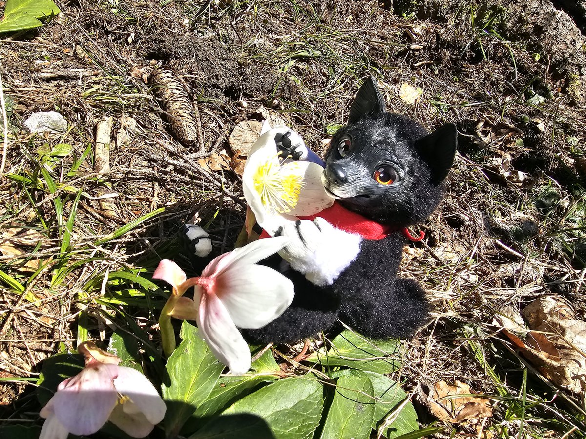 balto_star's tweet photo. Little Balto on tour

#Plushi #Balto #Kraficat #poseable #doll https://t.co/2vme3goorm