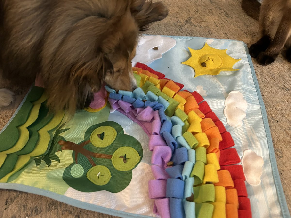 sachs1011's tweet photo. Everyday I’m snufflin!  The birthday girl with her new mat.  💗 #dogsoftwitter #birthdaygirl #thisis3 #shelties https://t.co/FIZ80zQ7QQ
