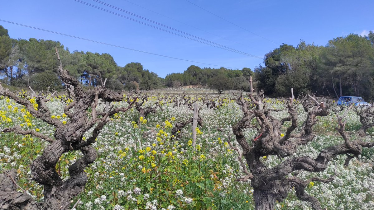 ElJardiSentits's tweet photo. Short green cover due to extreme drought. 2021,2022 and 23 consecutive too much dry vintages 🥴
This week we cut the cover down😔 just to make mulching and preserve the little humidity. 😅🚜
#biodynamicfarming
#VisitCellar #OrganicFarmers
#NaturalWine #VinNaturel
#DestilemVida https://t.co/iWvoMpig3e