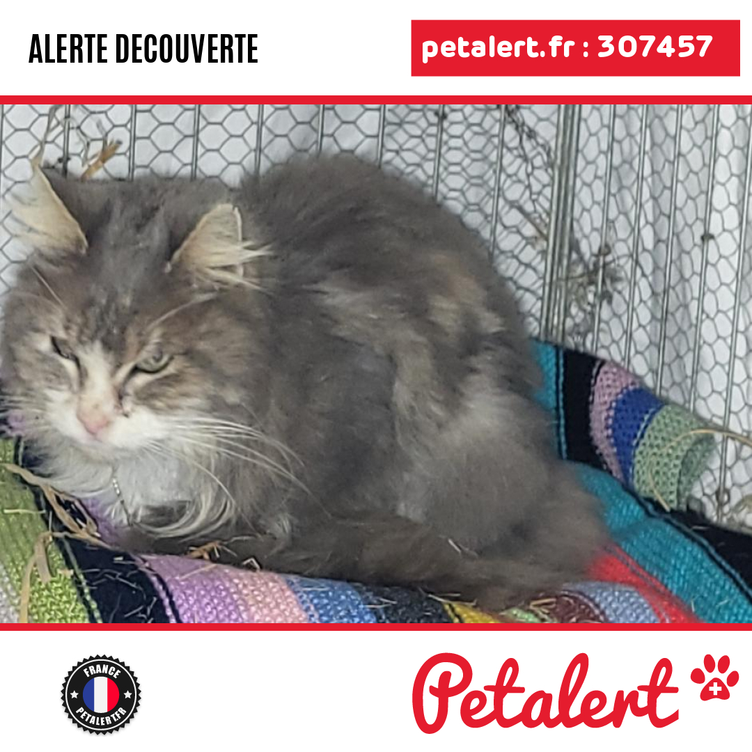 petalert_france's tweet photo. Trouvé #Chat #Meuse #DammarieSurSaulx #Petalert #PetAlert55 / https://t.co/ZjXdPPuruF https://t.co/hyszXc63vr