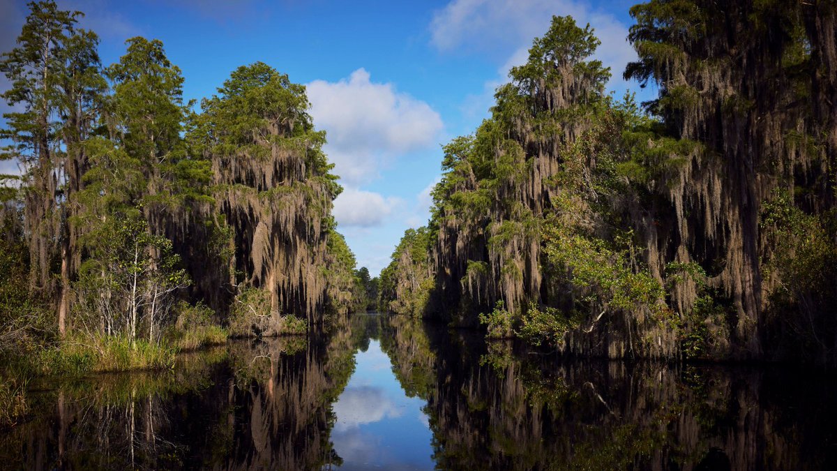 selc_org's tweet photo. Thank you to everyone who submitted comments to Georgia regulators to protect the beloved #Okefenokee Swamp. You, along with over 200k others, in addition to the U.S. Fish &amp; Wildlife Service, have submitted comments opposing Twin Pines' proposed plans to mine next to the Swamp. https://t.co/bGfdRH6aOz