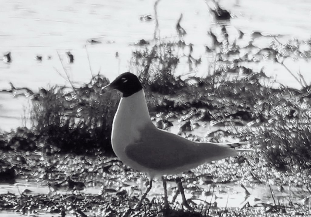 The White Falcon 💙 tweet media