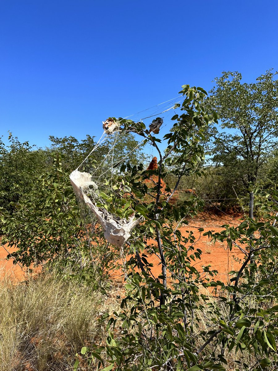 Steven Cassidy tweet media