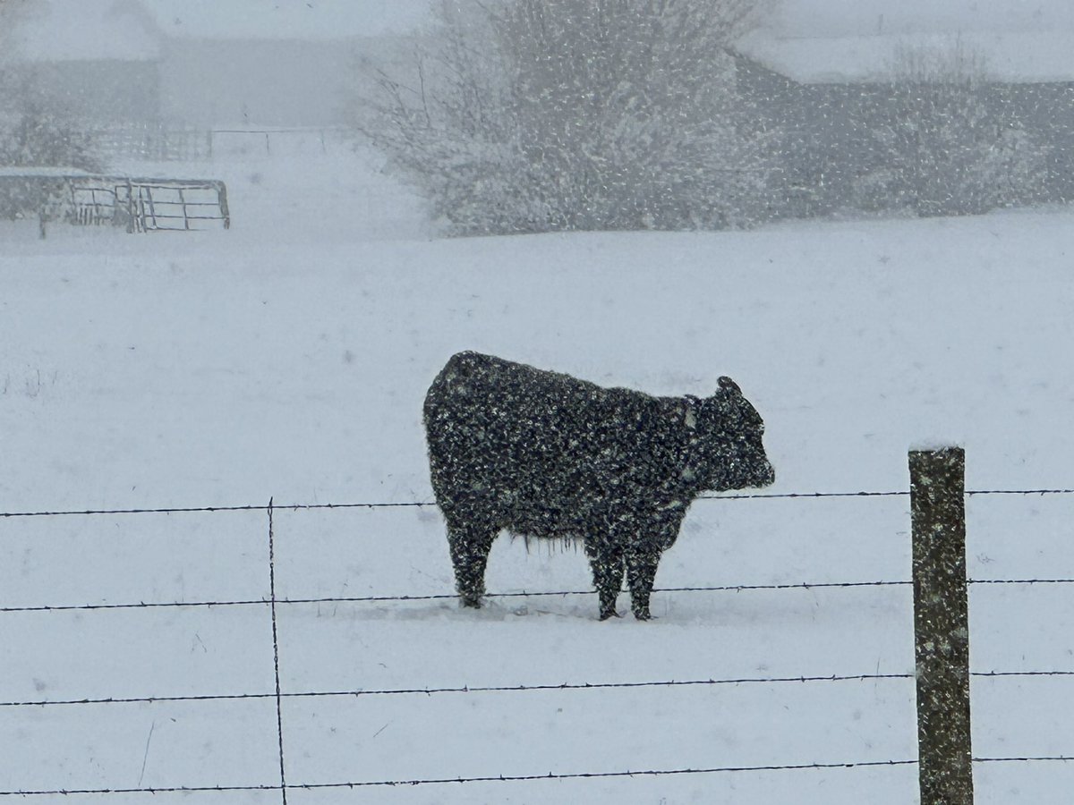 DisMegs's tweet photo. #Wyoming is closed once again. This place is like the #HotelCalifornia. You can check in but you canโt ever leave.
#WyomingIsClosed #2ndWinter #SpringNeverHeardOfIt https://t.co/CNzfiMvG5U