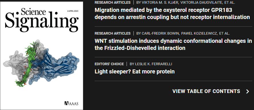 Tomek (@t00mek88) on Twitter photo A really cool paper (science.org/doi/10.1126/sc…) where <a href="/ViktoriaKjaer/">Viktoria M S Kjær</a> and <a href="/MM_Rosenkilde/">Mette Rosenkilde</a>
describe arrestin independent internalization of GPR183, and we provide MD simulations. As an added value the article is featured on the cover of Sci Sig:). A really cool paper (science.org/doi/10.1126/sc…) where <a href="/ViktoriaKjaer/">Viktoria M S Kjær</a> and <a href="/MM_Rosenkilde/">Mette Rosenkilde</a>
describe arrestin independent internalization of GPR183, and we provide MD simulations. As an added value the article is featured on the cover of Sci Sig:).
