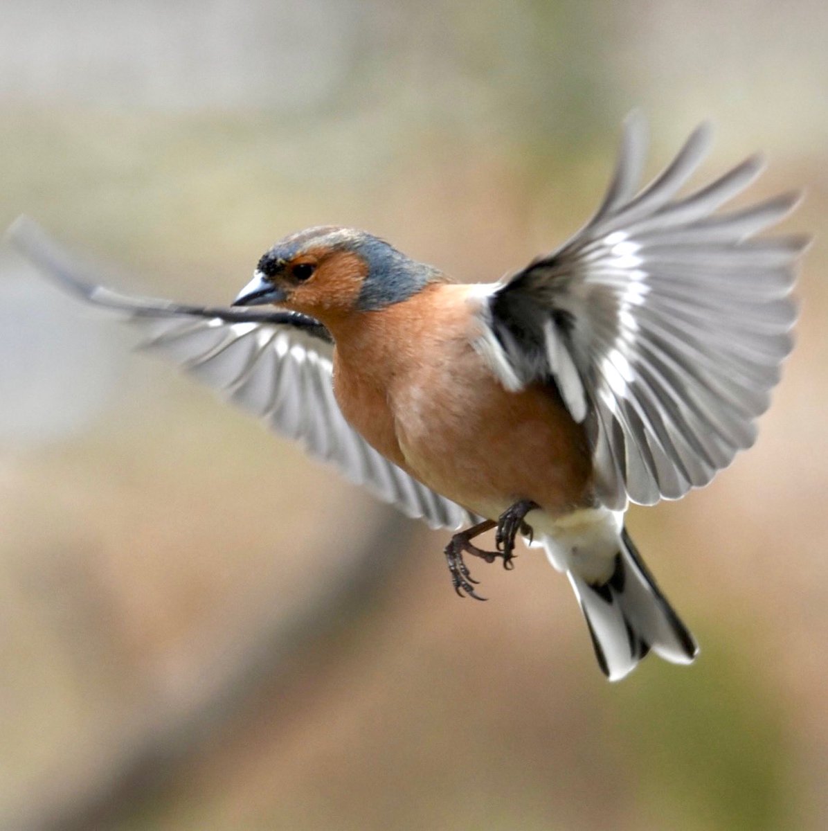 BillyWildlfe's tweet photo. Male Chaffinch from @RSPBLochwinnoch today https://t.co/u0s5GYrNFO