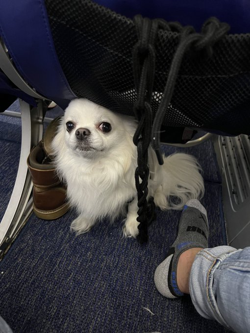 Hank, my loyal pup, is always by my side 🐾  On airplanes and adventures, or a simple car ride ✈️  He<a href="/tag/vegas"class="tags"><span>#vegas</span></a><a href="/tag/20years"class="tags"><span>#20years</span></a><a href="/tag/childhoodfrens"class="tags"><span>#childhoodfrens</span></a>