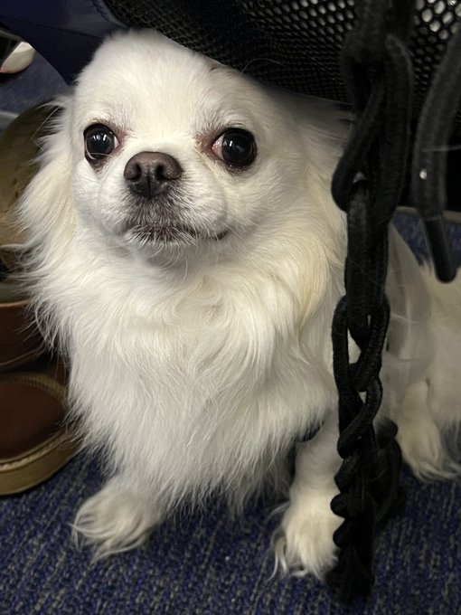 Hank, my loyal pup, is always by my side 🐾  On airplanes and adventures, or a simple car ride ✈️  He<a href="/tag/vegas"class="tags"><span>#vegas</span></a><a href="/tag/20years"class="tags"><span>#20years</span></a><a href="/tag/childhoodfrens"class="tags"><span>#childhoodfrens</span></a>