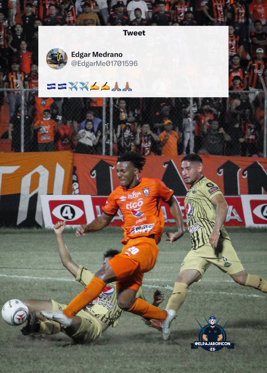 El Pájaro Picón tweet media