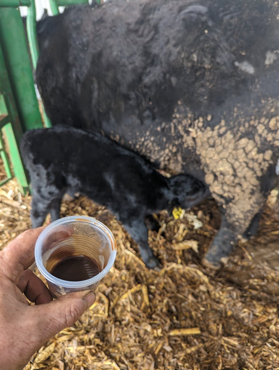 I'm not sure who posted the tip of using chocolate to get a calf to suck but I tried some chocolate espresso mix and this calf went crazy.   3 days old and two guys spent an hour today on him with no success right before this.  Genius.