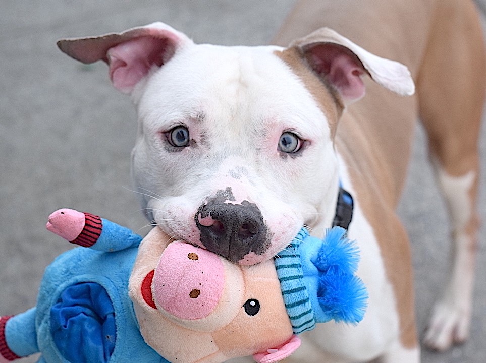 NMBewitched's tweet photo. How do you kill a little boy &amp; his piggy?

A dog filled with joy, loving &amp; so sweet. So he does not like to be caged but wants to hang out with humans. Is this not what we look for in a dog?

Don't let #NYCACC Kill Creme https://t.co/kWL39vA2EX