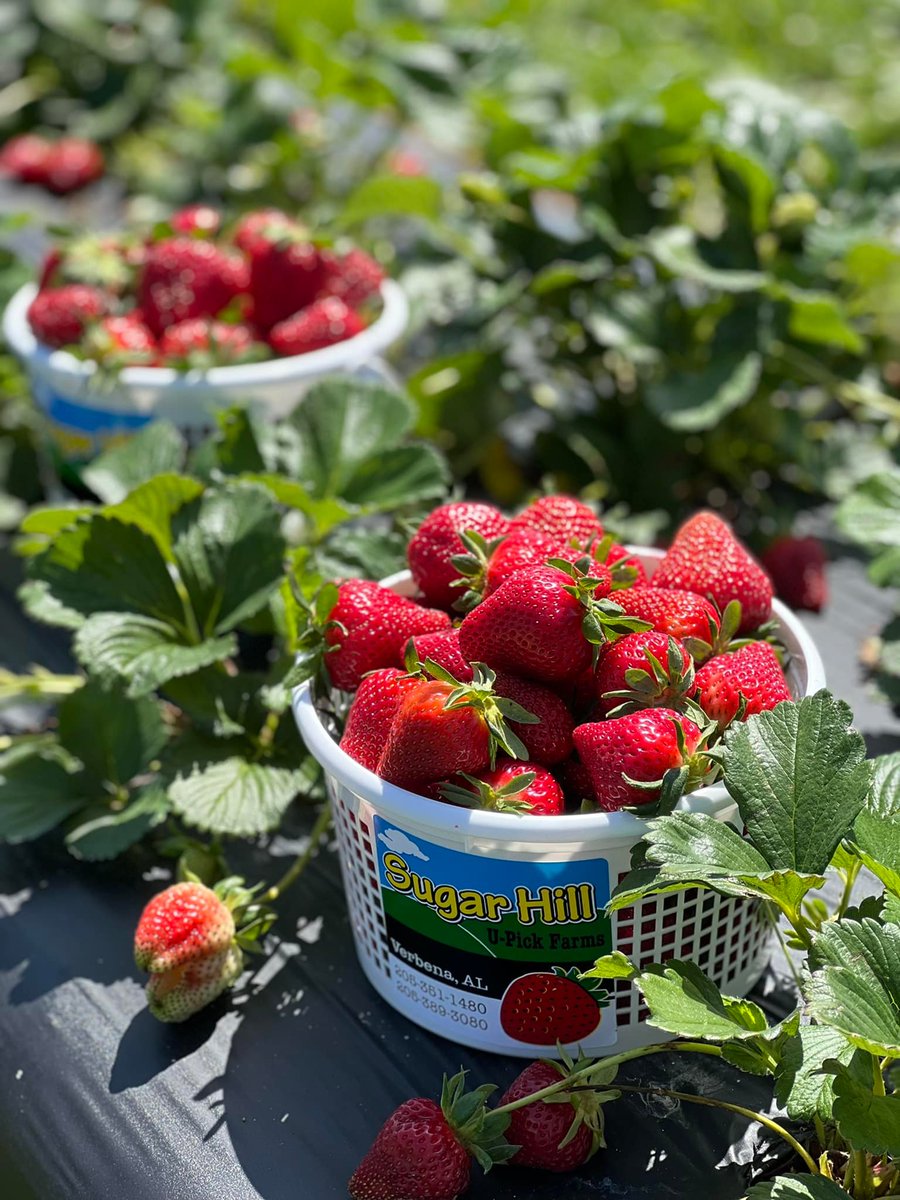 GregARealtor's tweet photo. The season is finally here! Sugar Hill U-Pick Farms is the perfect place to go to get your very own hand-picked strawberries. With the best strawberries around, it's a must that you take a trip. 🍓
📷| Sugar Hill U-Pick Farms
#fruit #spring #jordanlake #lakejordanalabama https://t.co/E3KIjrDs9X