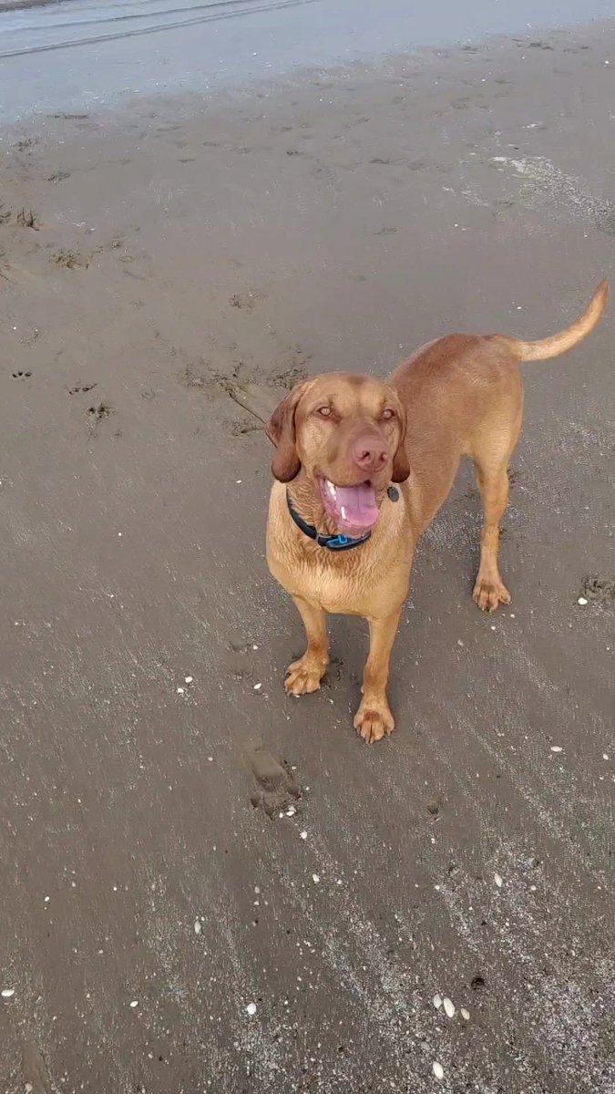 @thedoghouse_tv Happy puppy at the beach #thedoghouse