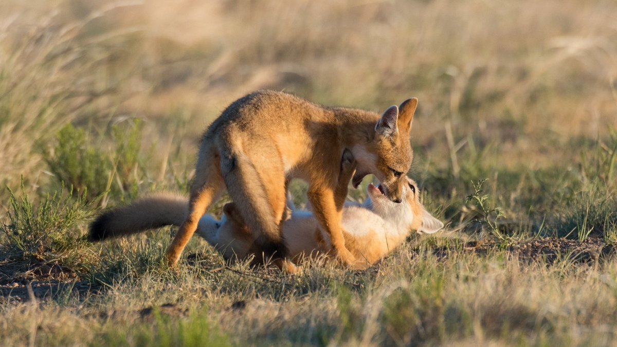 CPAWS Southern Alberta tweet media