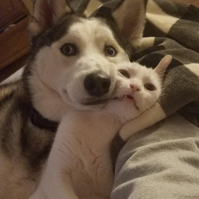 💖 (@twaniimals) on Twitter photo 