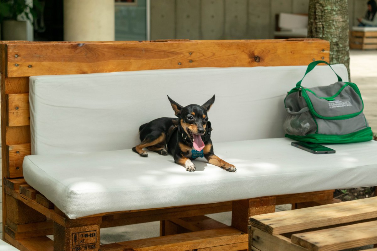 ZonamericaCO's tweet photo. #ComunidadZACO I En Zonamerica vivimos nuestro primer #DogFriendlyDay donde nuestra comunidad pudo traer a sus mascotas al Campus, para compartir juntos la jornada laboral. Contamos con Guardería, Peluquería, Veterinaria, Zonas de Juego y de Descanso, Regalos y Stands Comerciales https://t.co/wm3z11tOzQ