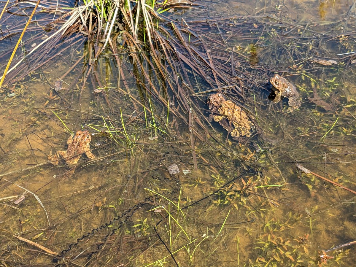 Mark Norris (@doctsuga) on Twitter photo Today in Restoration Ecology lab, exploring restored and natural wetlands to assess restoration status after 5 years <a href="/IrvineNature/">Irvine Nature Center</a>. Spatial variability seems to be the key message today with lots of activity in some places but not others. Today in Restoration Ecology lab, exploring restored and natural wetlands to assess restoration status after 5 years <a href="/IrvineNature/">Irvine Nature Center</a>. Spatial variability seems to be the key message today with lots of activity in some places but not others.