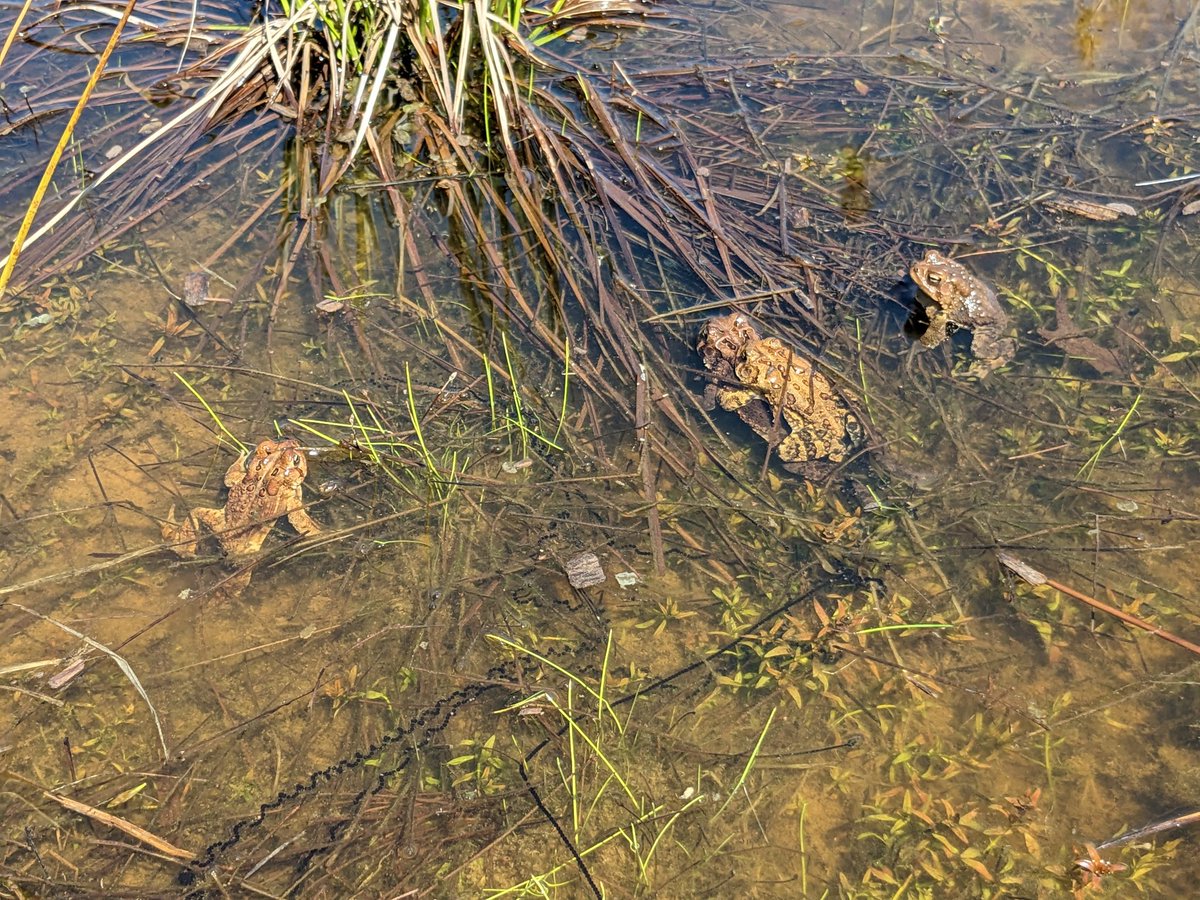 Today in Restoration Ecology lab, exploring restored and natural wetlands to assess restoration status after 5 years @IrvineNature. Spatial variability seems to be the key message today with lots of activity in some places but not others.